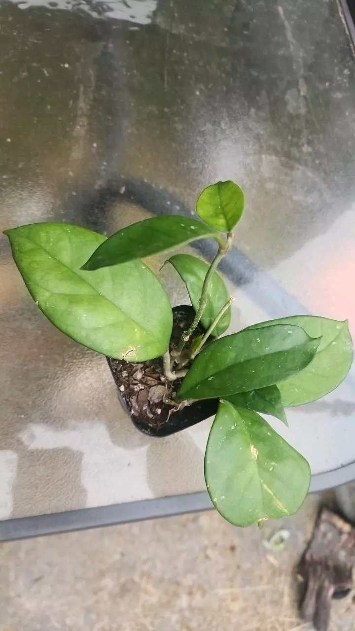 plant/Hoya in 2 inch pot-1