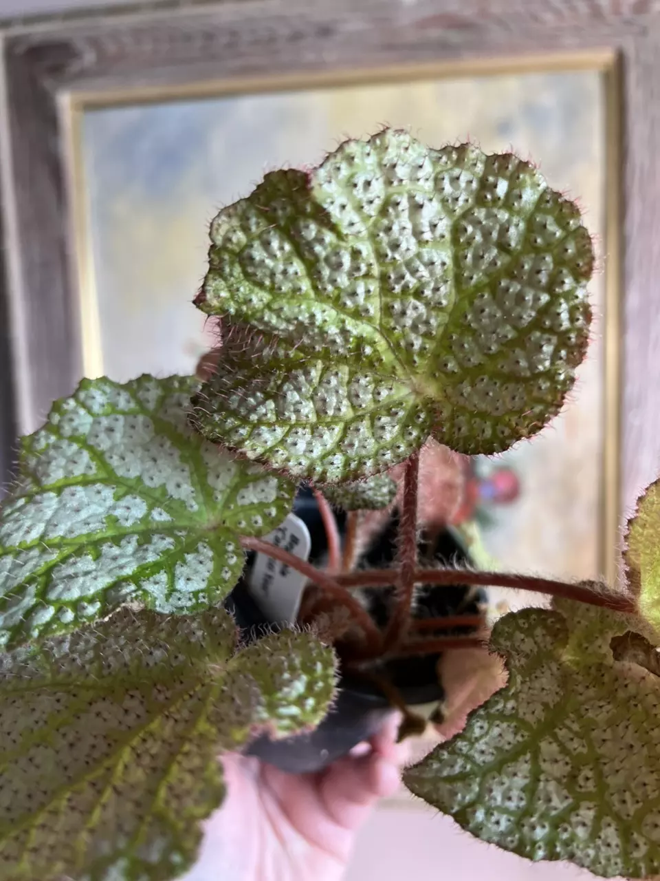 plant/Begonia confetti yeti, 4”-0
