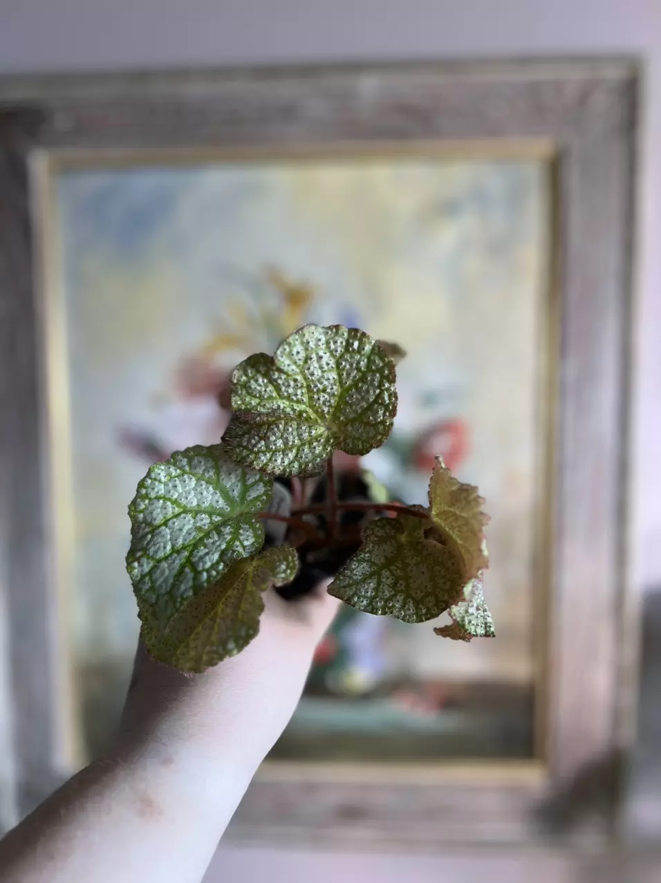 plant/Begonia confetti yeti, 4”-8