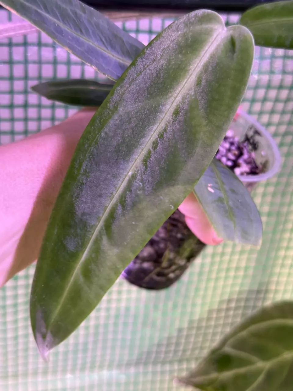 plant/👸A. Warocqueanum #6-6