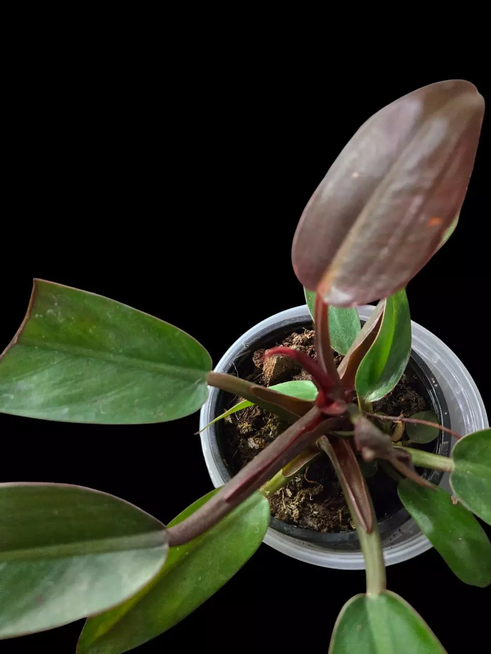 plant/Philodendron Red Sun-1