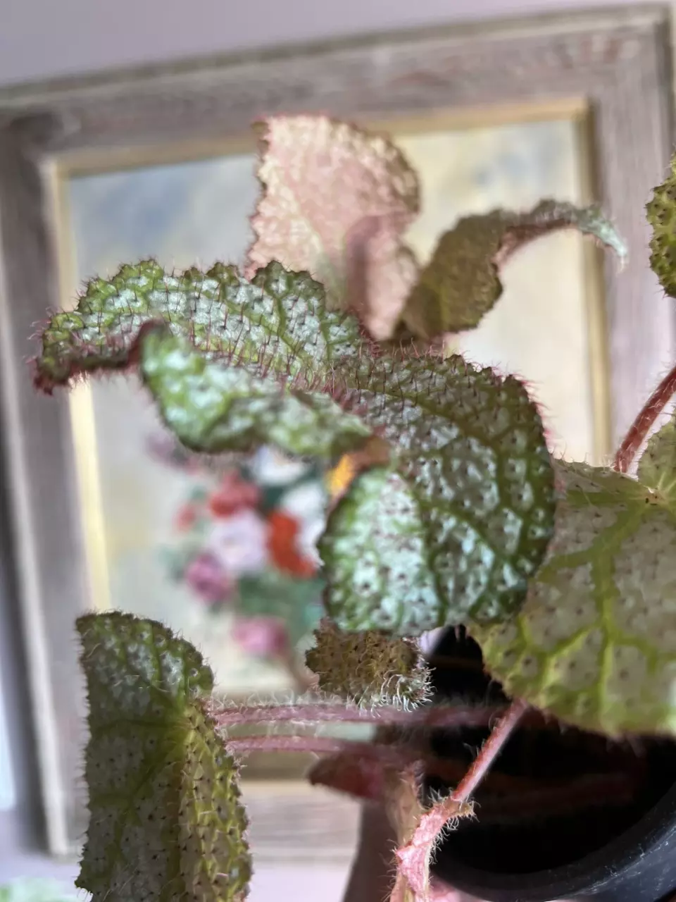 plant/Begonia confetti yeti, 4”-1