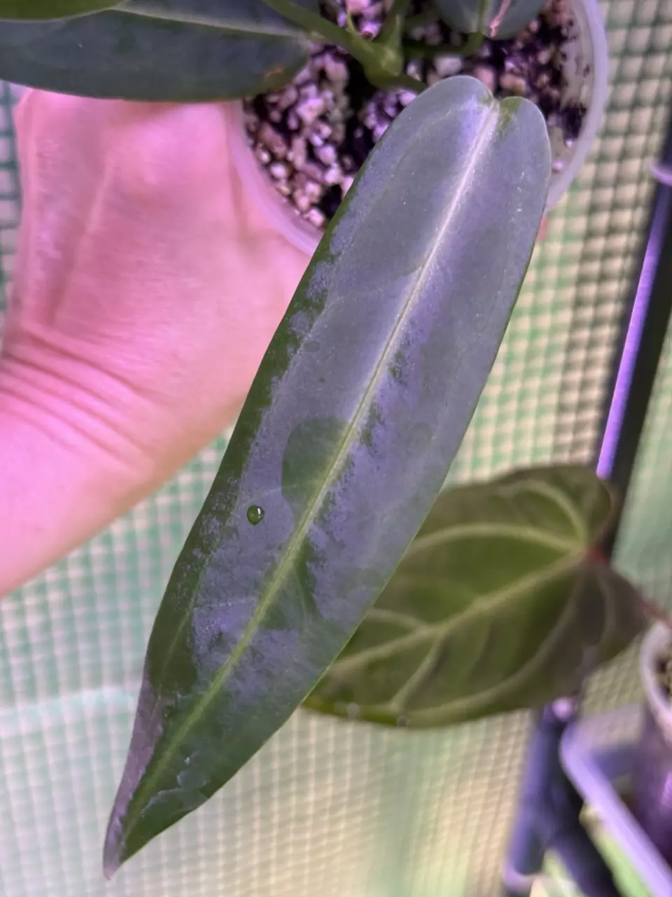 plant/👸A. Warocqueanum #6-1