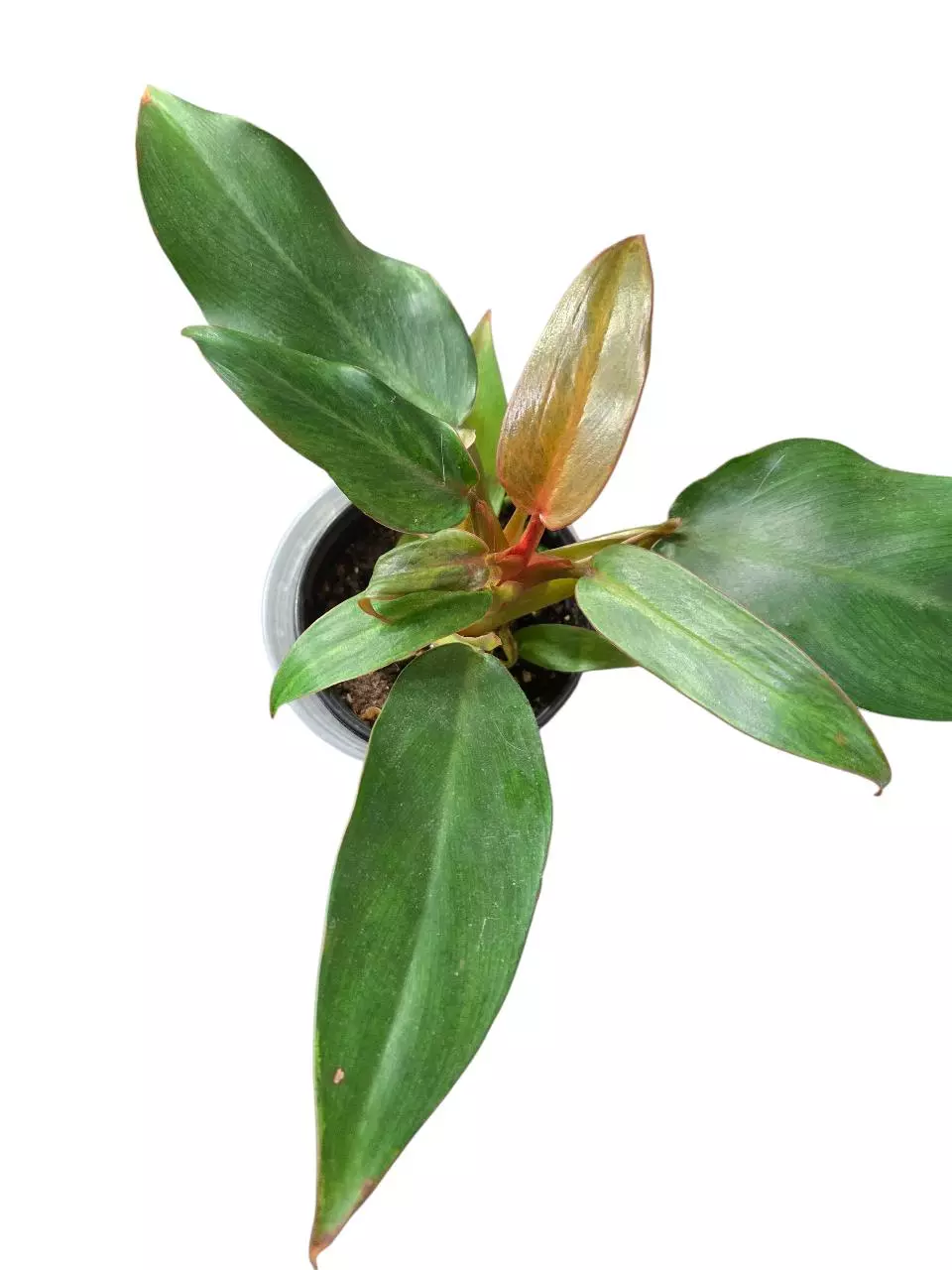 plant/Philodendron Orange Marmalade.-0