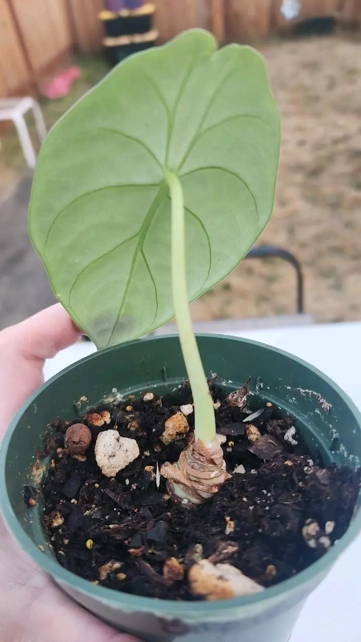 plant/Alocasia maharani-2