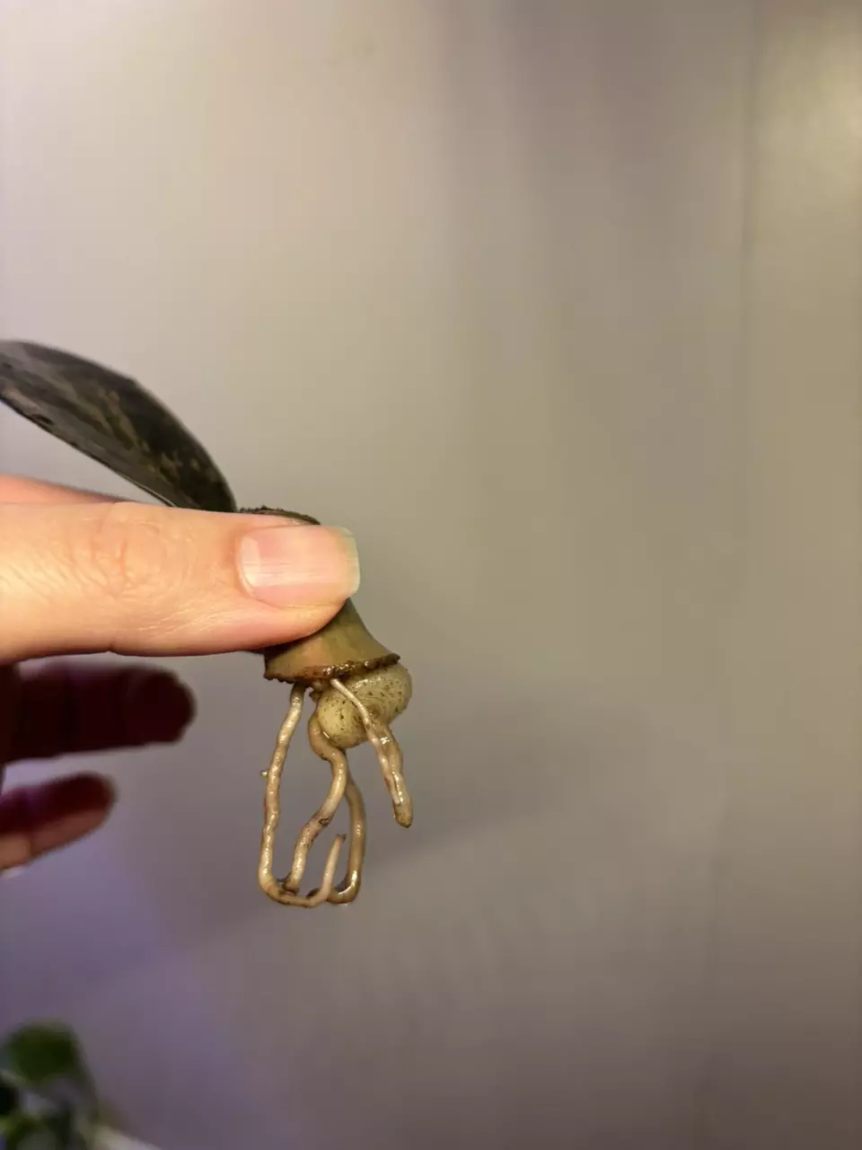 plant/Raven ZZ plant Variegated Pink-3