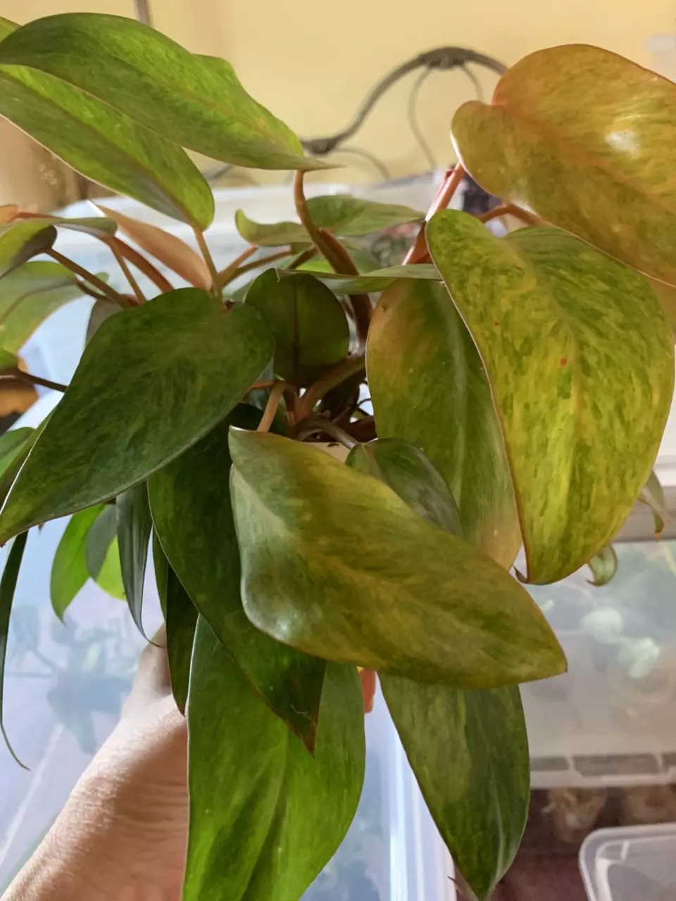 plant/Nirvana Emerald hybrid philo. Red stem speckled-2