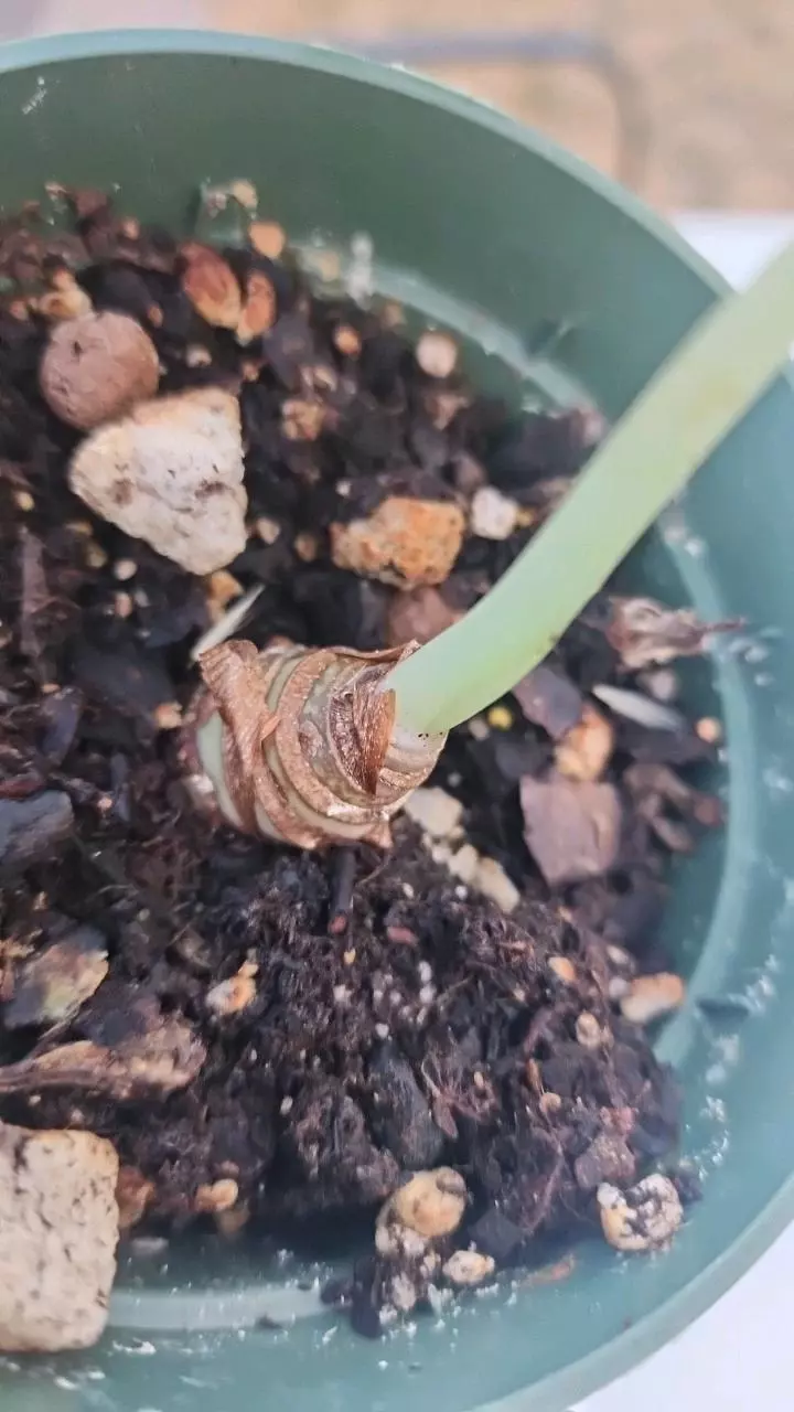 plant/Alocasia maharani-1