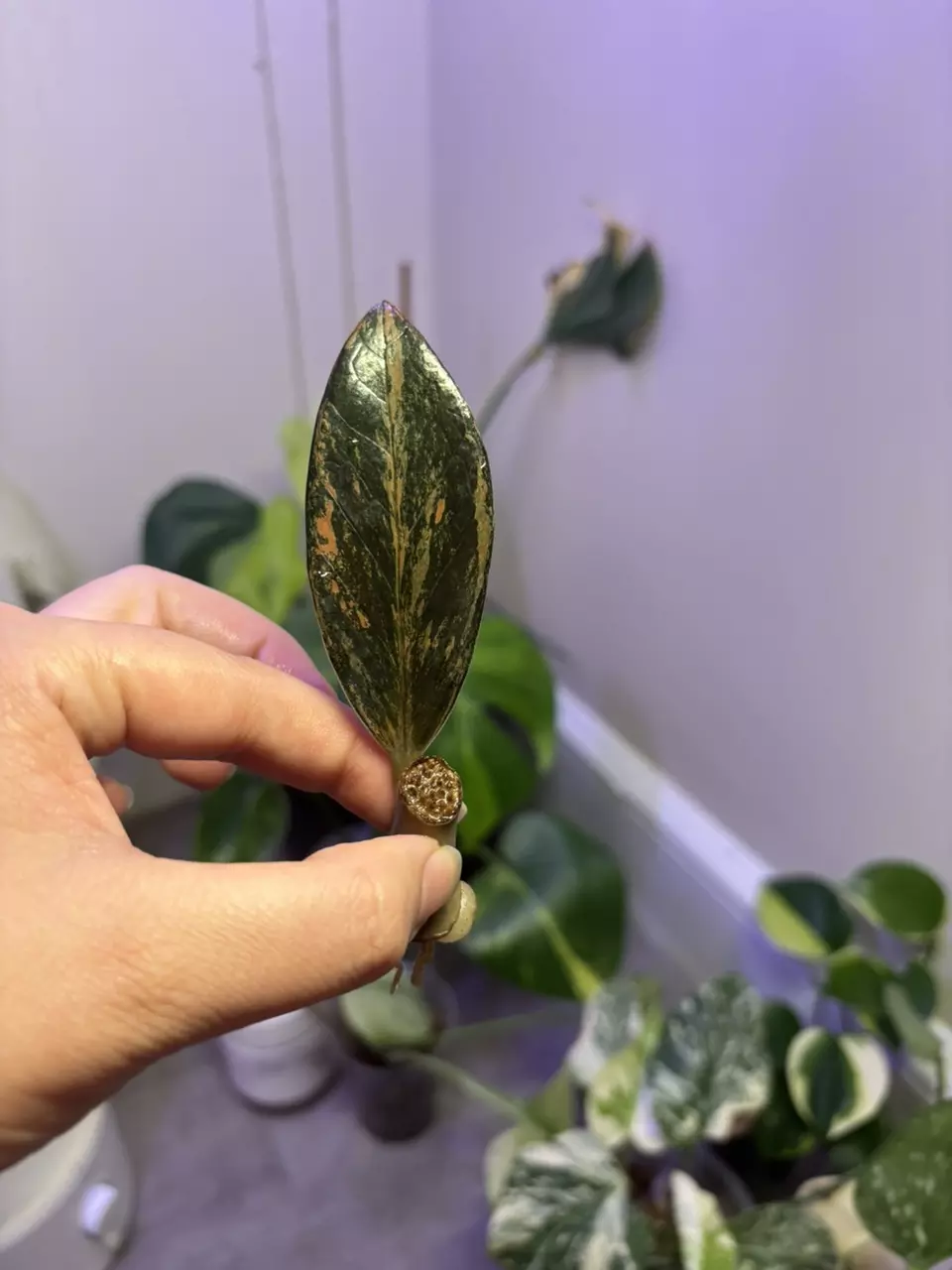 plant/Raven ZZ plant Variegated Pink-0