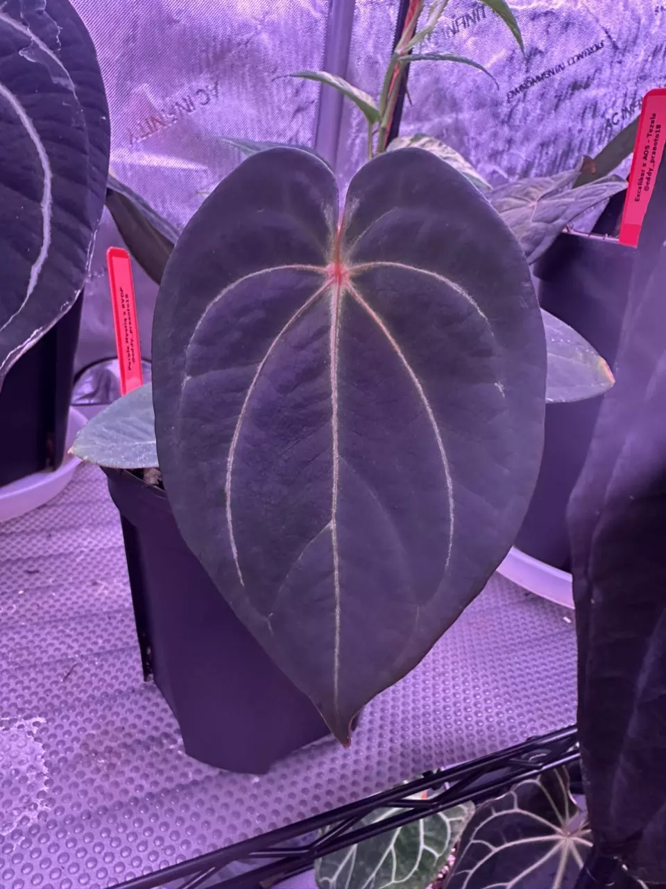 plant/Anthurium purple mystique x rvdp-0
