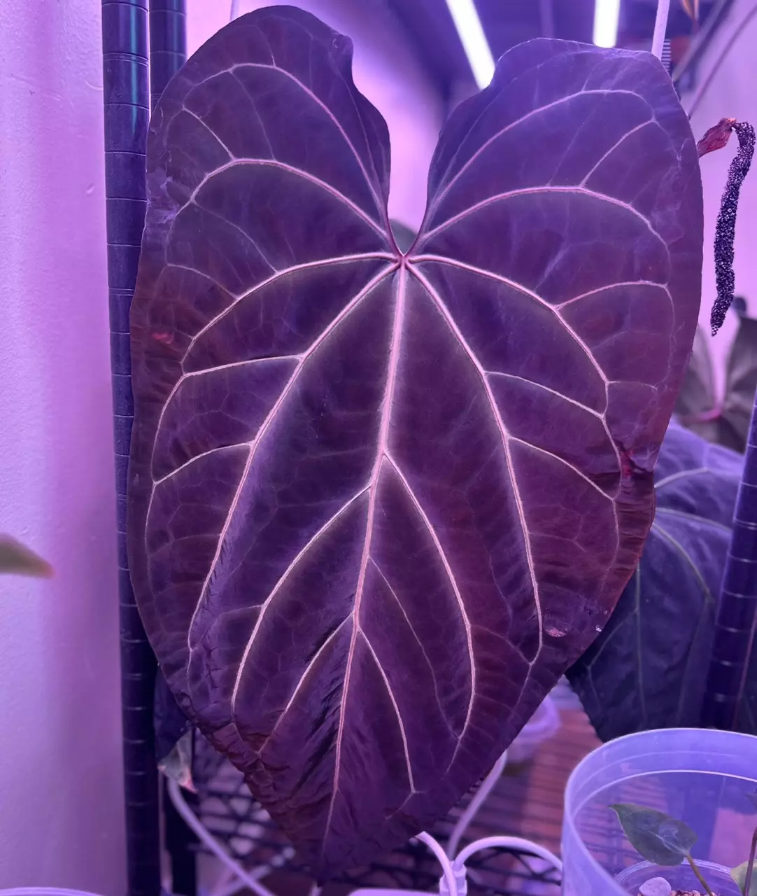 plant/1 anthurium blue velvet x AOS X WFN-1