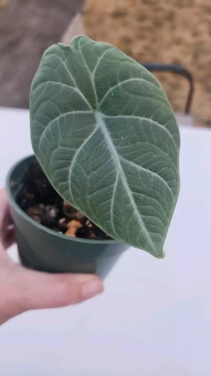 plant/Alocasia maharani-0