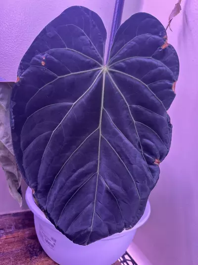 plant/1 anthurium blue velvet x AOS X WFN-2-thumbnail