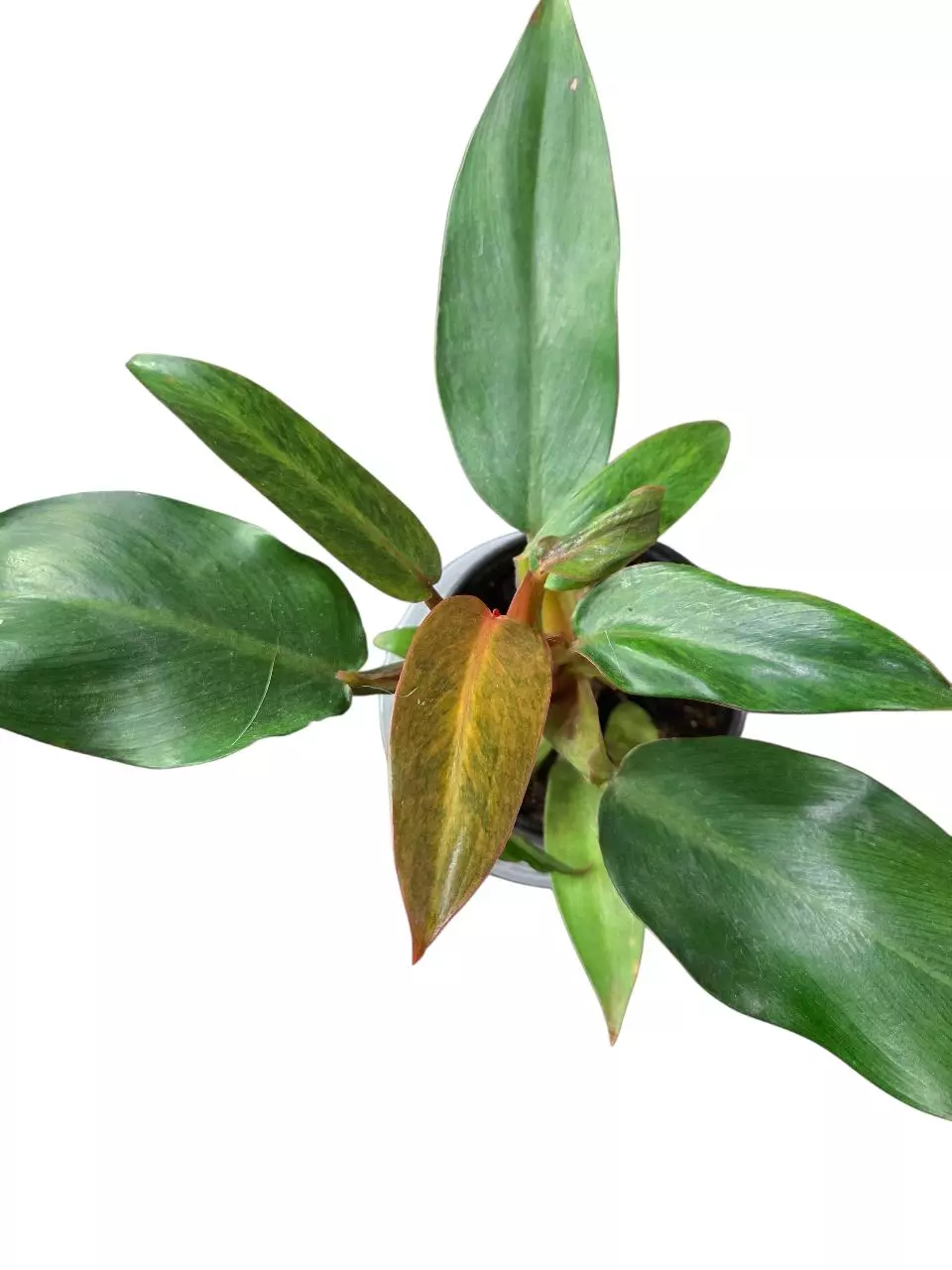plant/Philodendron Orange Marmalade.-1