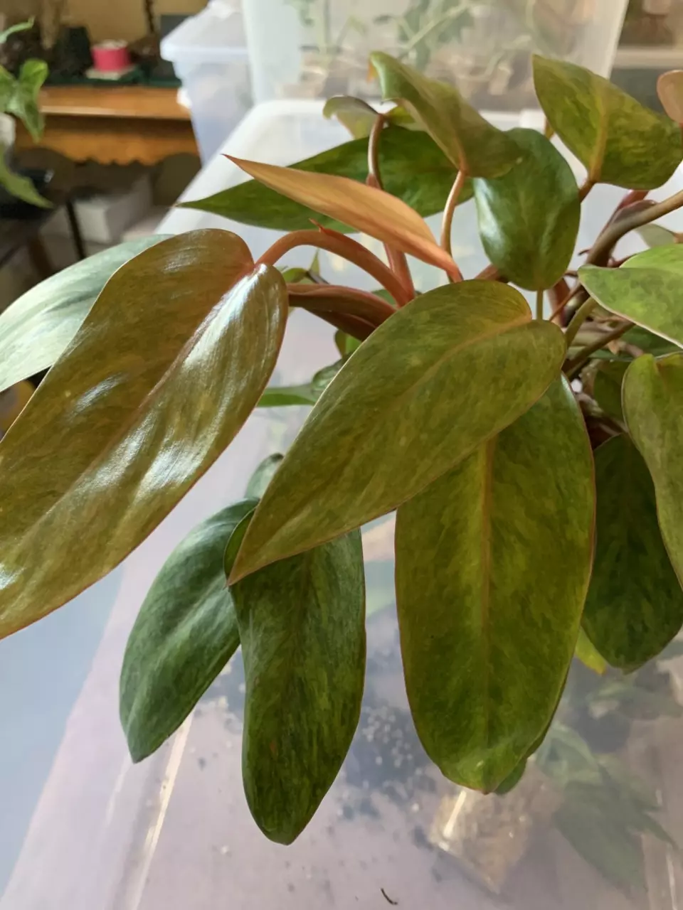 plant/Nirvana Emerald hybrid philo. Red stem speckled-1