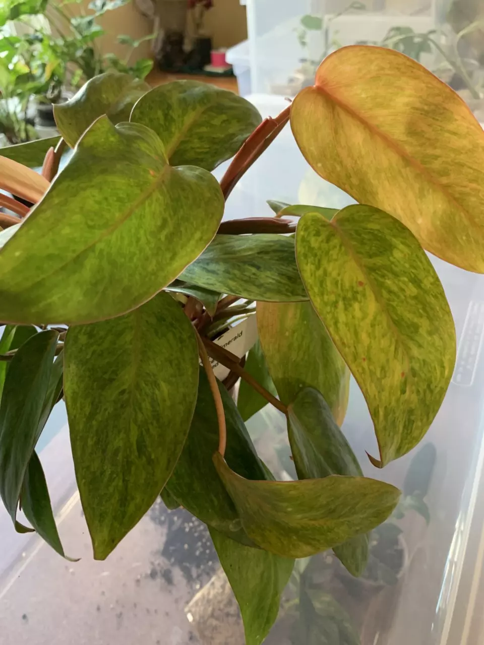 plant/Nirvana Emerald hybrid philo. Red stem speckled-0