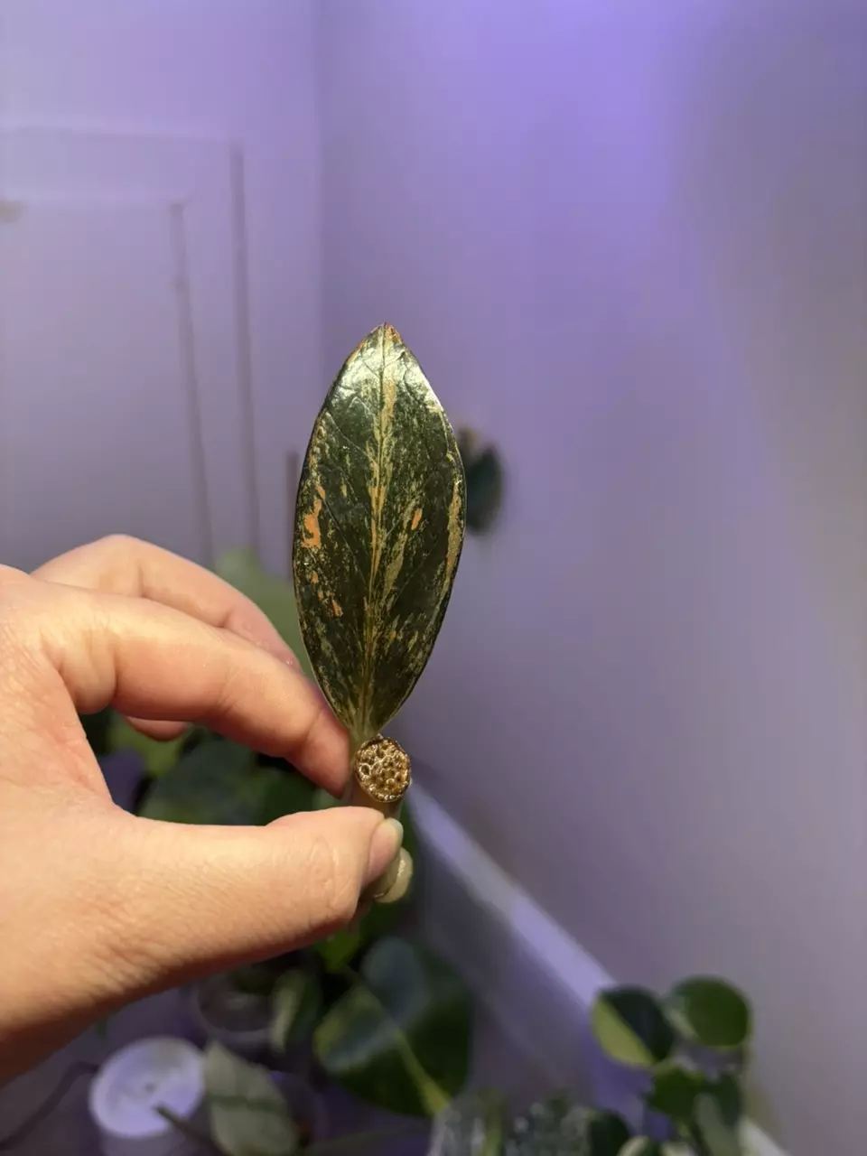 plant/Raven ZZ plant Variegated Pink-1