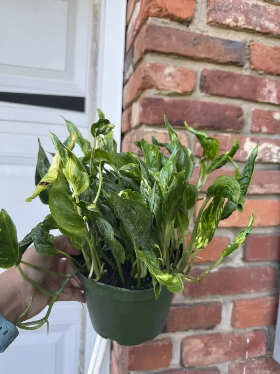 plant/Variegated Shangrila pothos-1