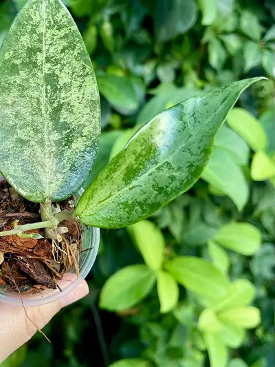 plant/Hoya Rime “Splash”-Rooted -Exact Plant-8-thumbnail