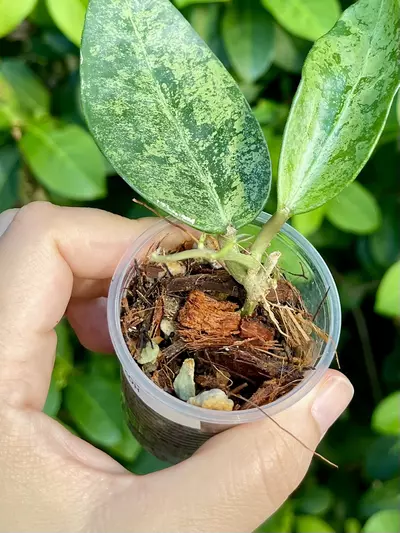 plant/Hoya Rime “Splash”-Rooted -Exact Plant-5-thumbnail