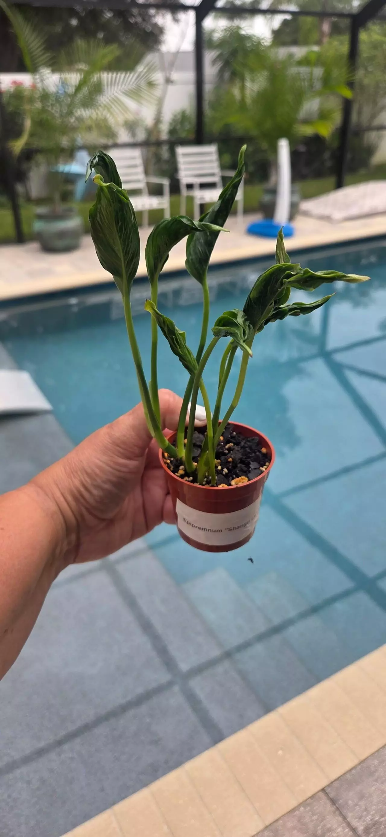 plant/Shangri La Epipremnum Pothos-3