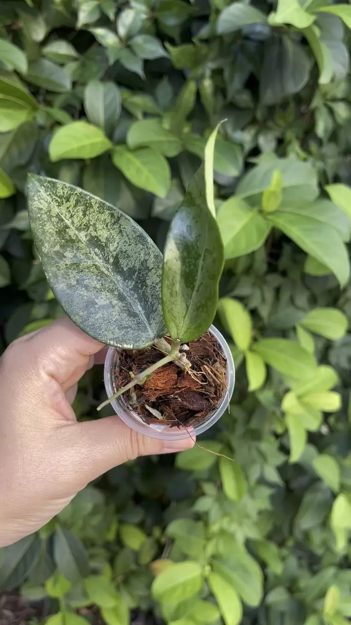 plant/Hoya Rime “Splash”-Rooted -Exact Plant-1