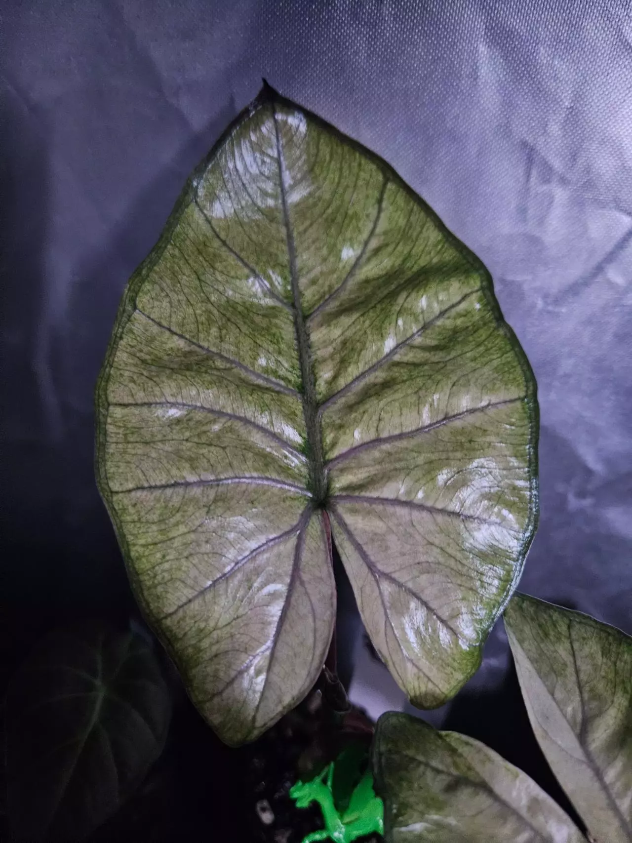 plant/Alocasia Yucatan Mint-3