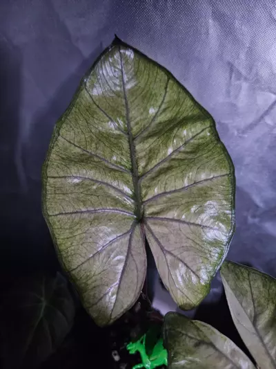 plant/Alocasia Yucatan Mint-3-thumbnail