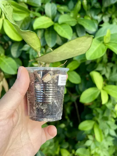 plant/Hoya Rime “Splash”-Rooted -Exact Plant-4-thumbnail