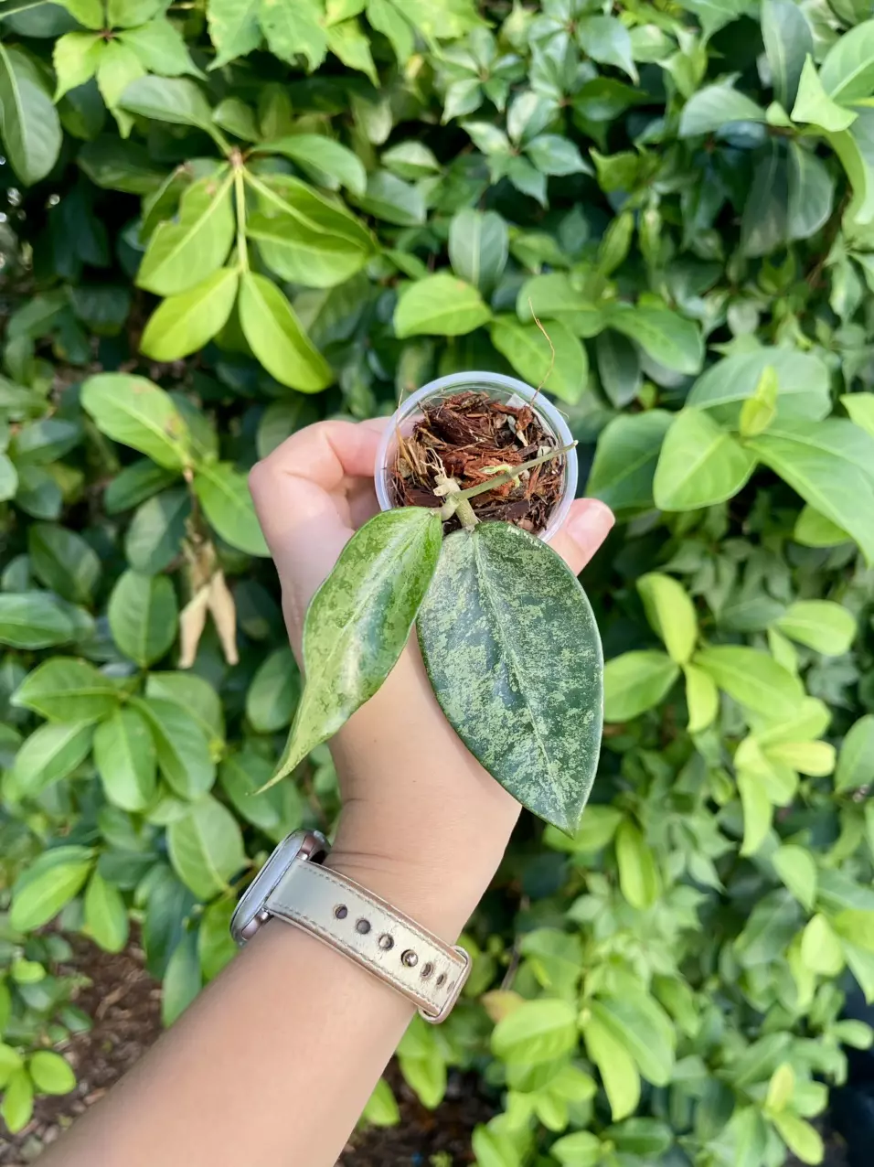 plant/Hoya Rime “Splash”-Rooted -Exact Plant-0