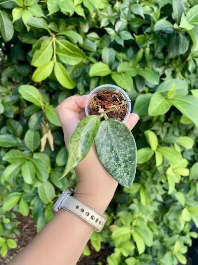 plant/Hoya Rime “Splash”-Rooted -Exact Plant-0-thumbnail