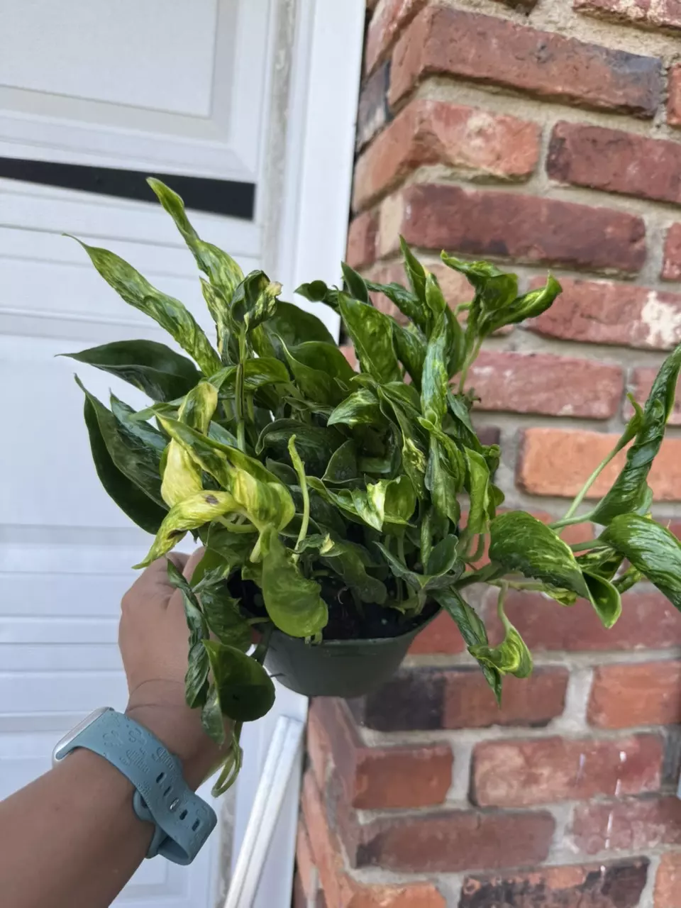 plant/Variegated Shangrila pothos-0