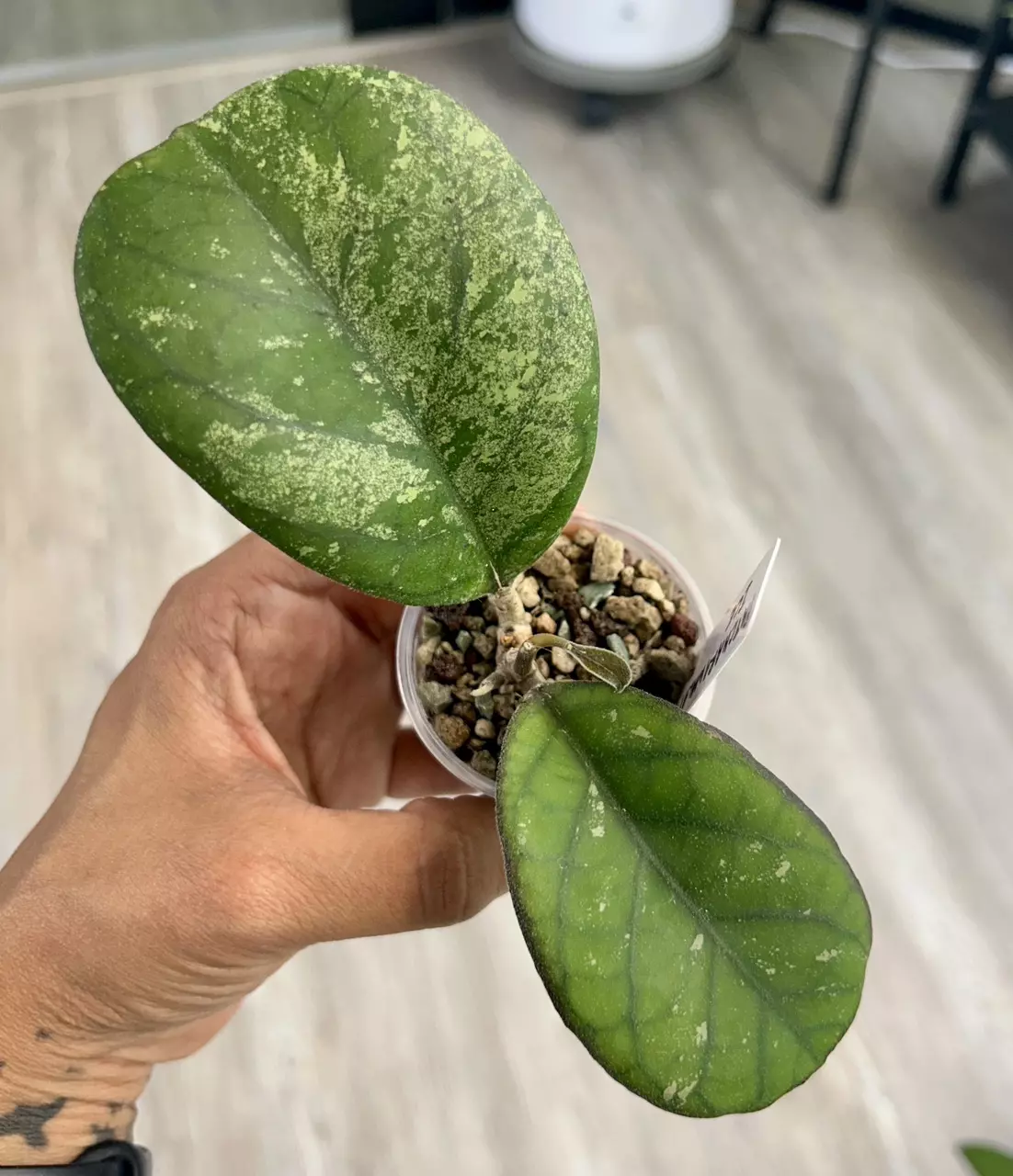 plant/Hoya Patcharawalai Seedling by ICE-0