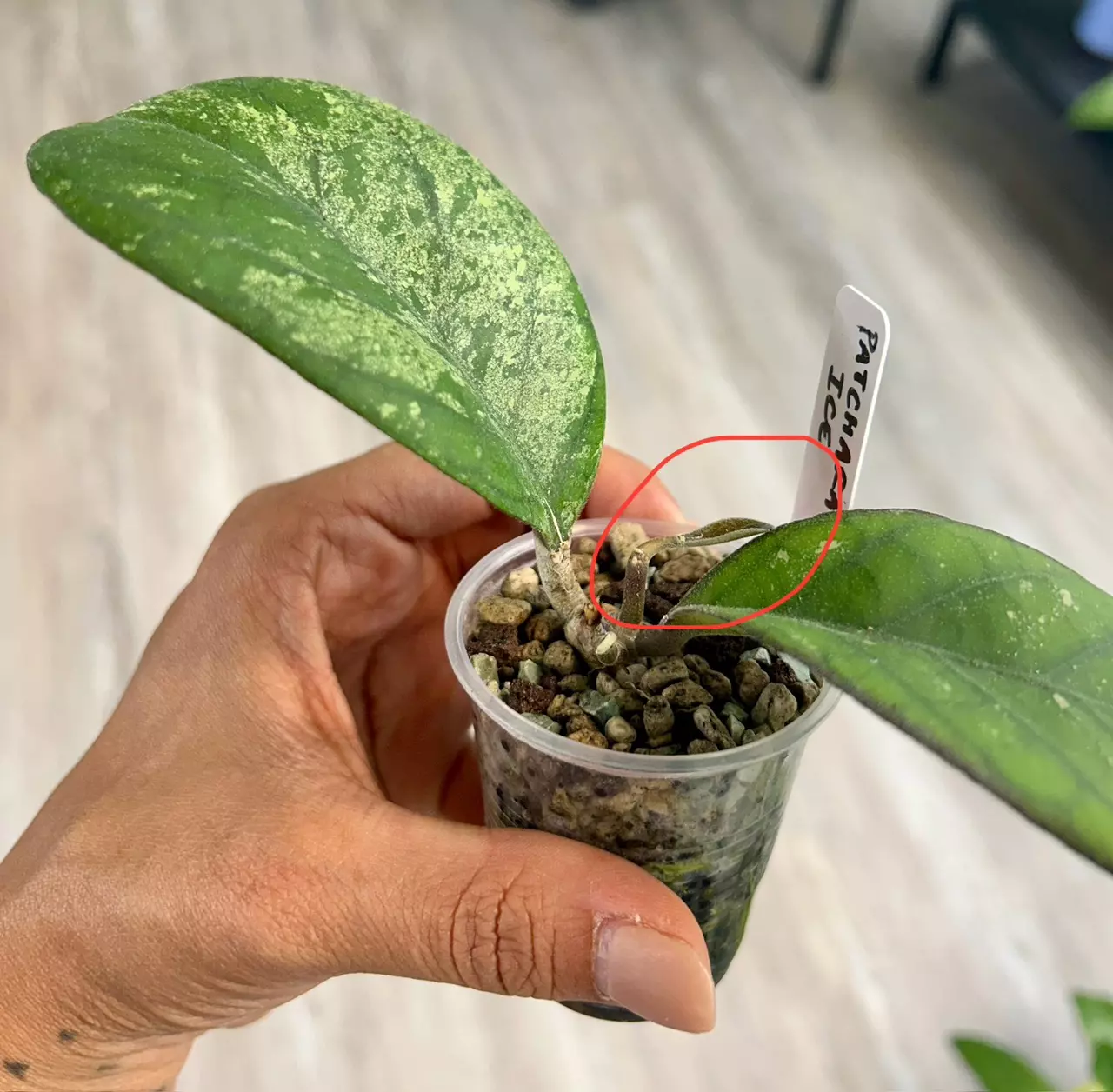 plant/Hoya Patcharawalai Seedling by ICE-1