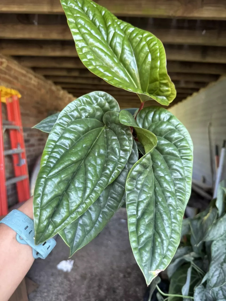 plant/6” Radican x Luxuriant-0