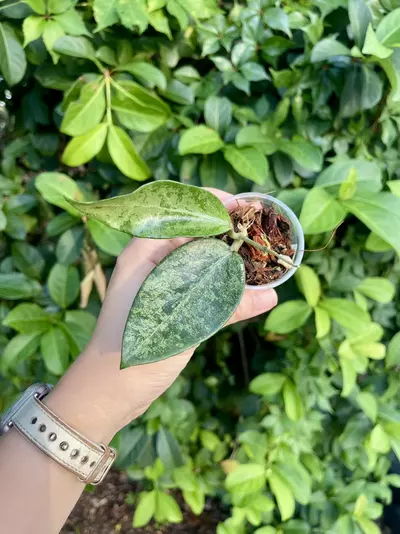 plant/Hoya Rime “Splash”-Rooted -Exact Plant-2-thumbnail