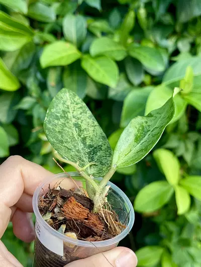 plant/Hoya Rime “Splash”-Rooted -Exact Plant-6-thumbnail