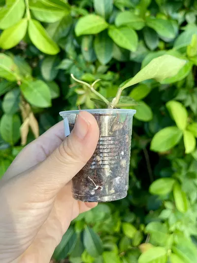 plant/Hoya Rime “Splash”-Rooted -Exact Plant-7-thumbnail
