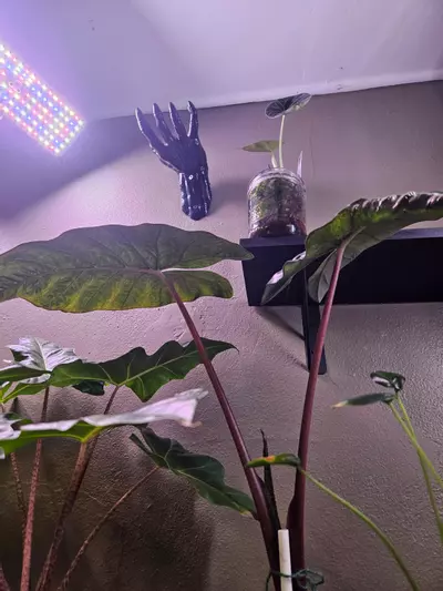 plant/Alocasia Yucatan Mint-2-thumbnail