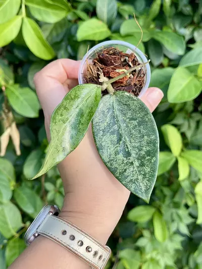 plant/Hoya Rime “Splash”-Rooted -Exact Plant-3-thumbnail