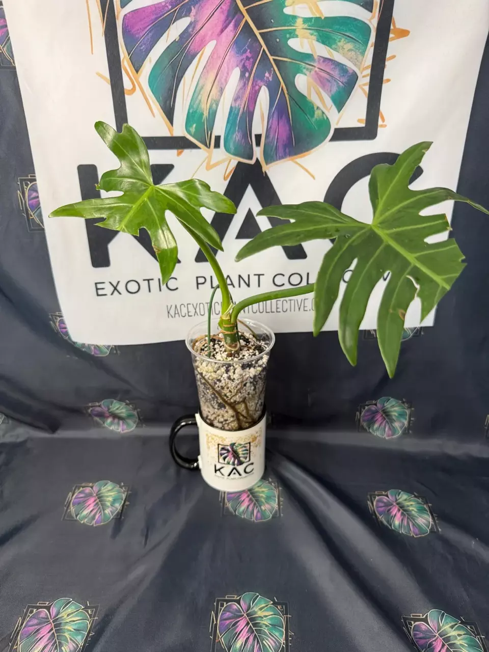 plant/Philodendron Radiatum Low Variegation-0