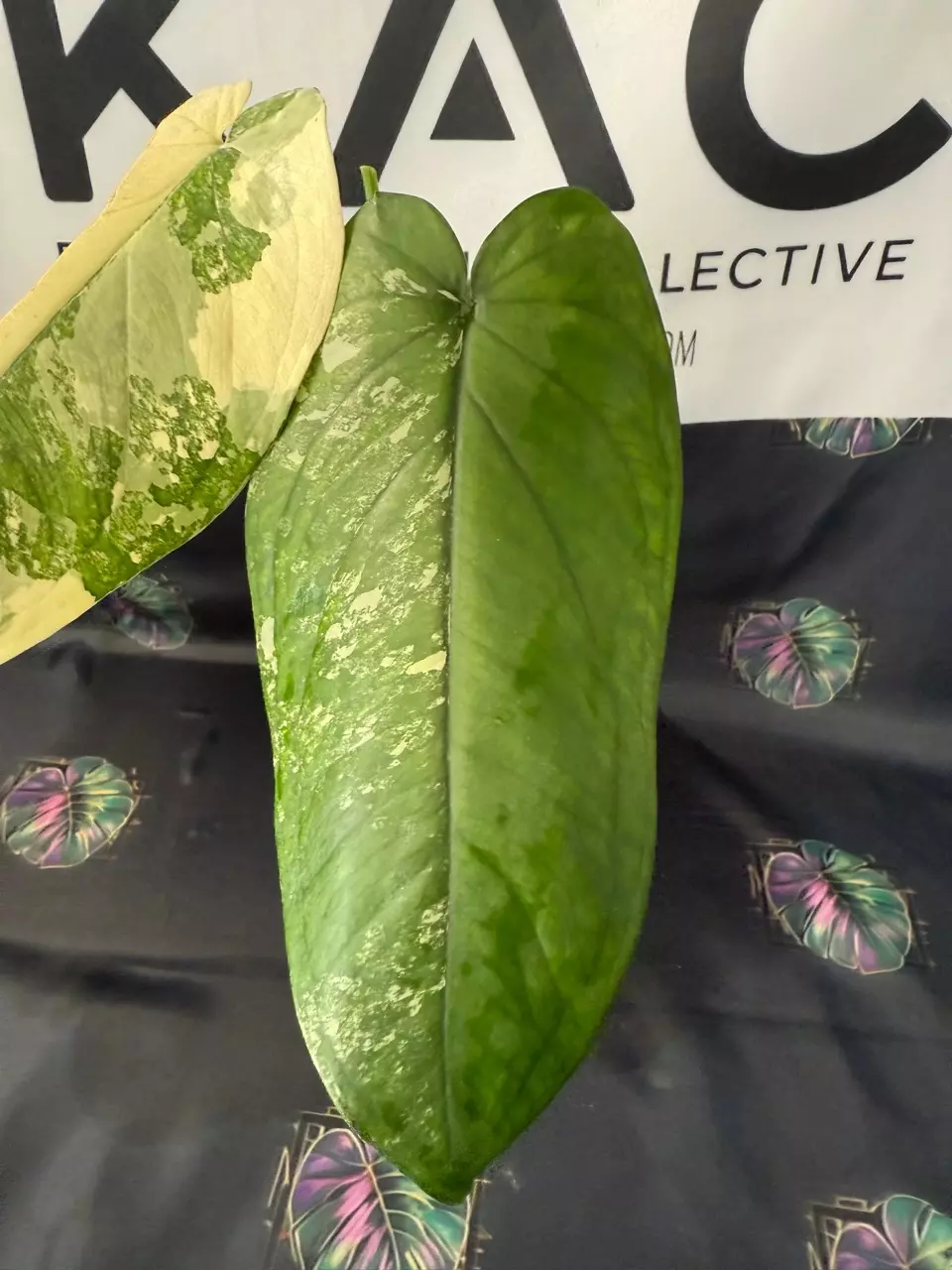 plant/Syngonium Chiapense Variegated-1