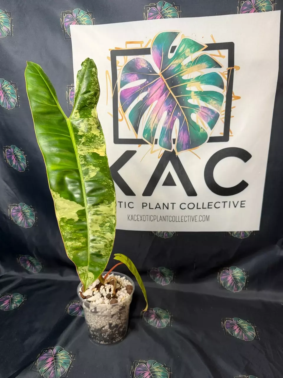 plant/Philodendron Billietiae Variegated 4.5”-0
