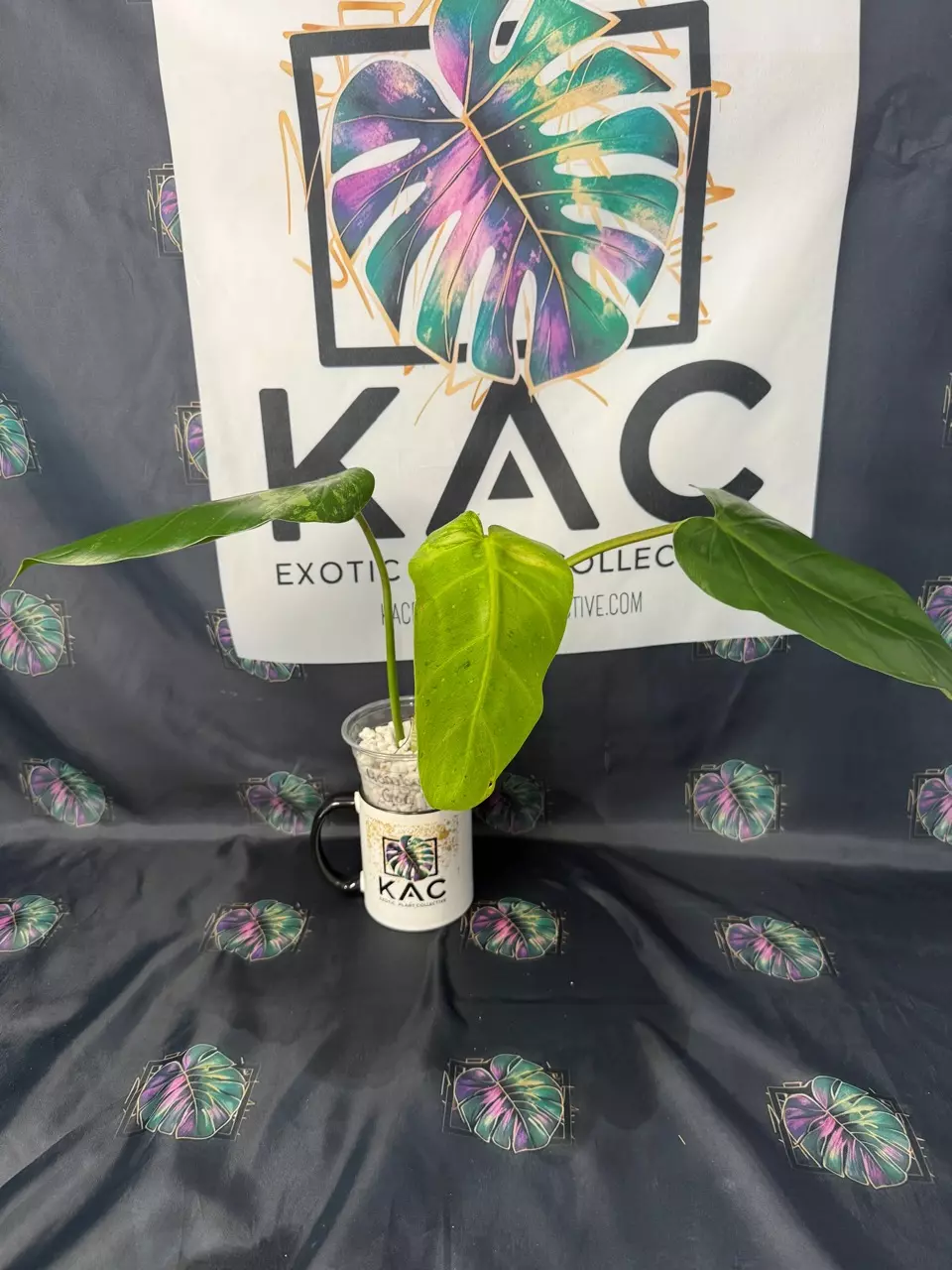 plant/Philodendron Whipple Way GoG 4”-0