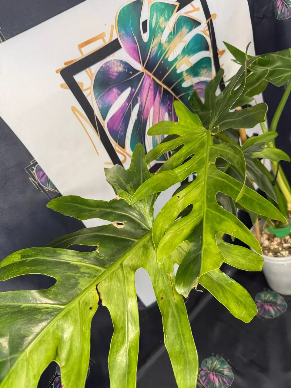 plant/Philodendron Radiatum Variegated 5”-0