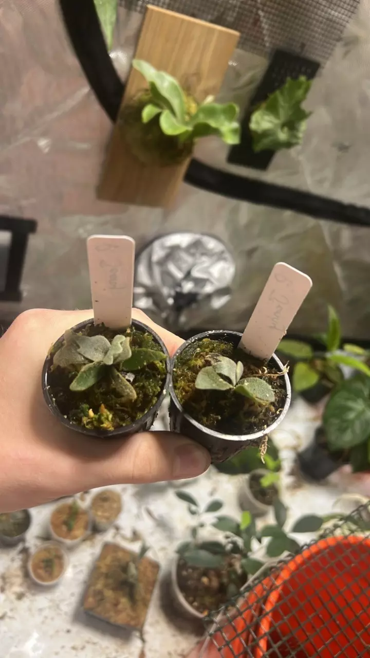 plant/For @DanielsWonderland-0