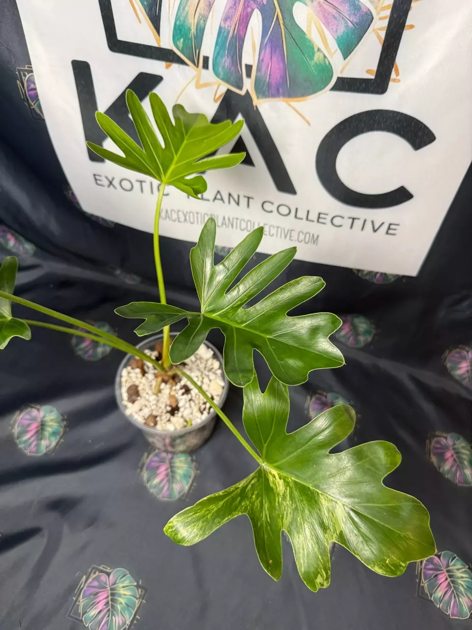 plant/Philodendron Sellum Variegated 5”-2