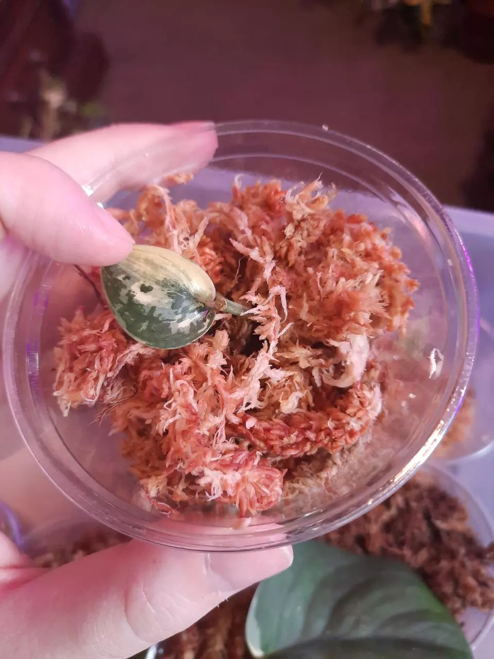 plant/Scindapsus Mayari!-0