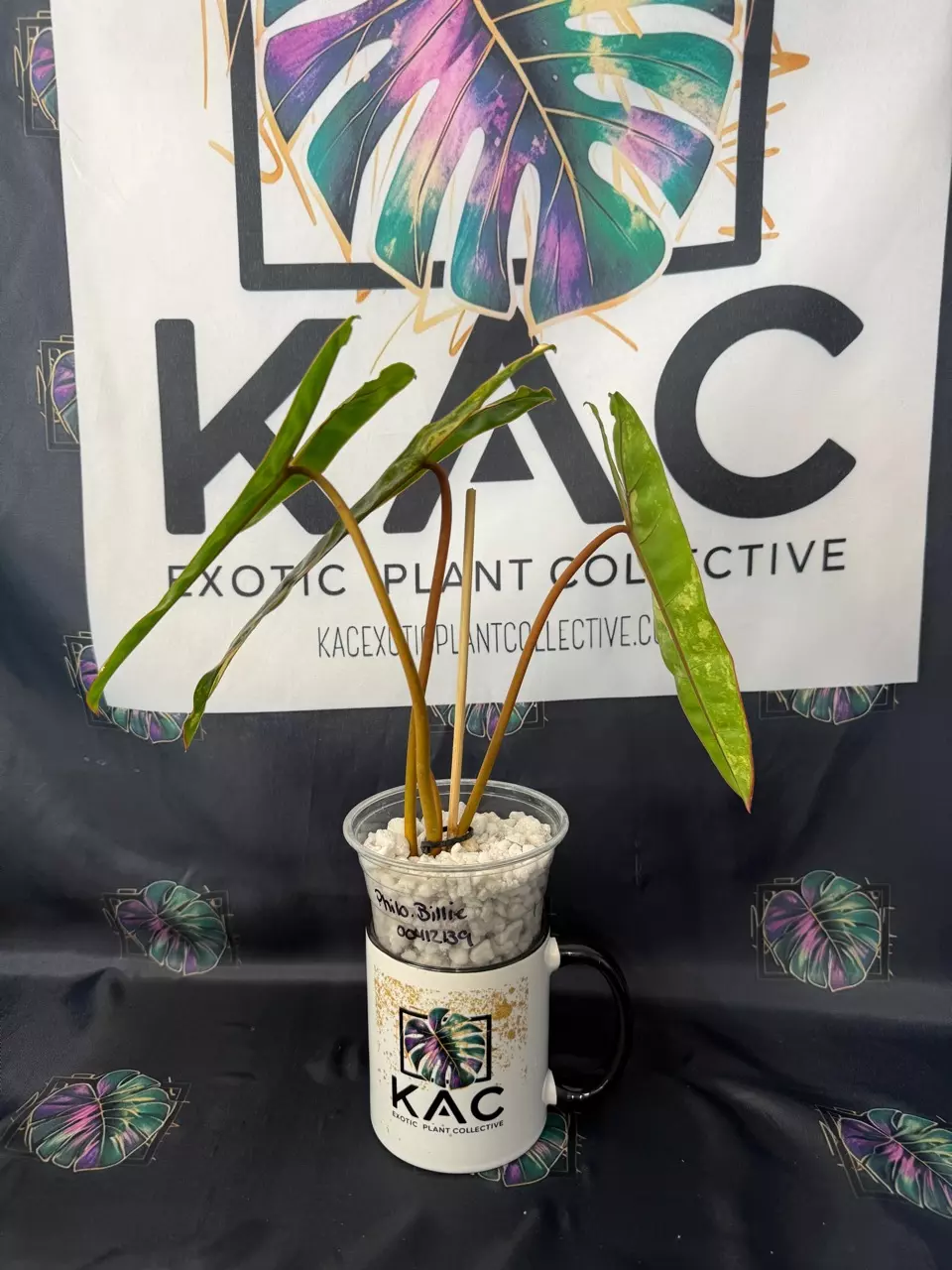 plant/Philodendron Billietiae Variegated (3 leaves) 5.5”-2