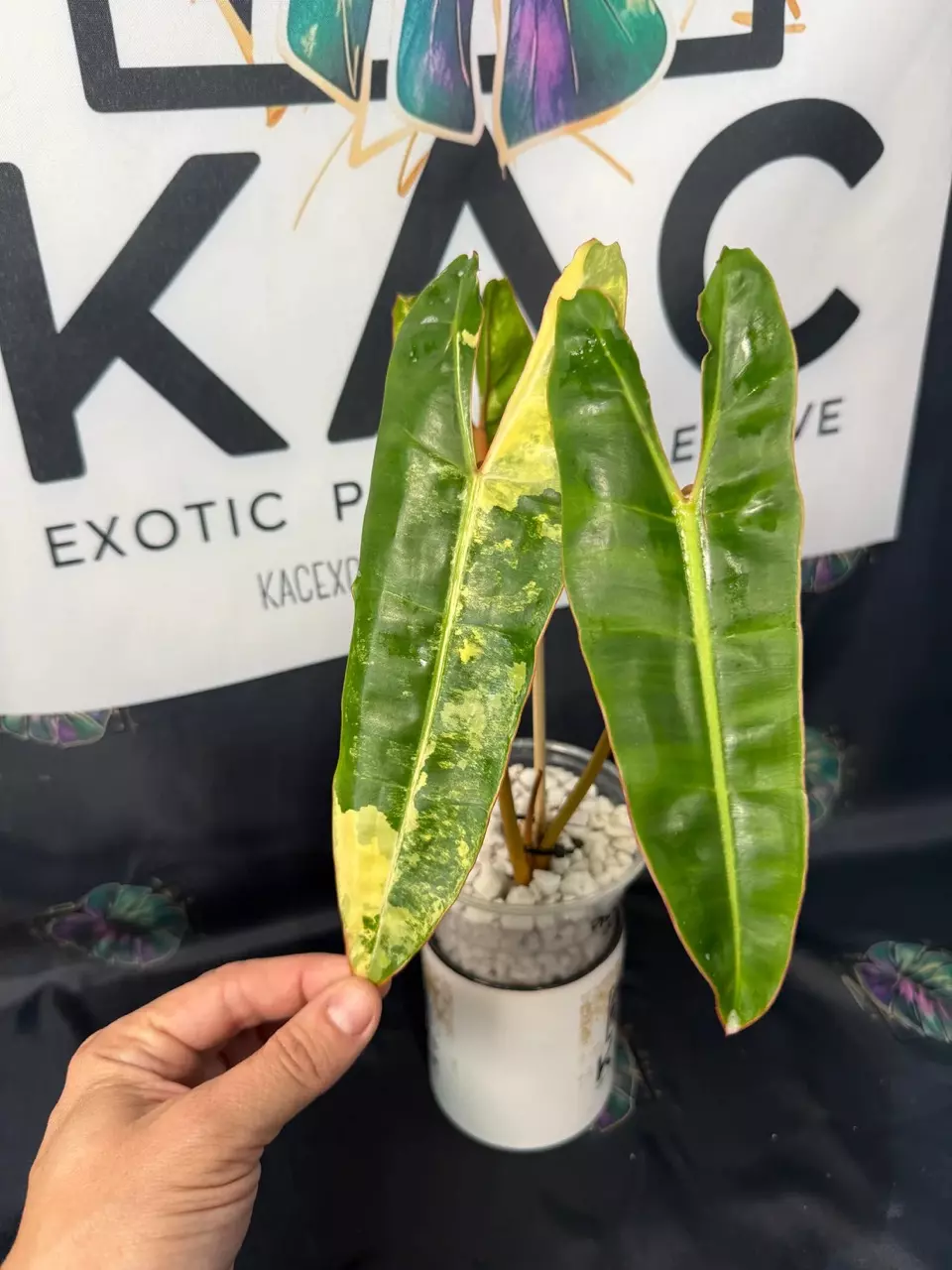 plant/Philodendron Billietiae Variegated (3 leaves) 5.5”-0